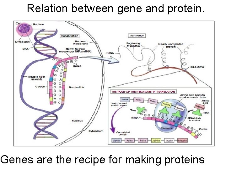 Relation between gene and protein. Genes are the recipe for making proteins 