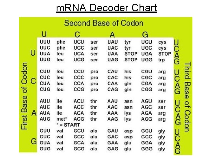 m. RNA Decoder Chart 