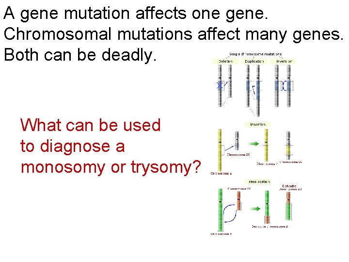 A gene mutation affects one gene. Chromosomal mutations affect many genes. Both can be