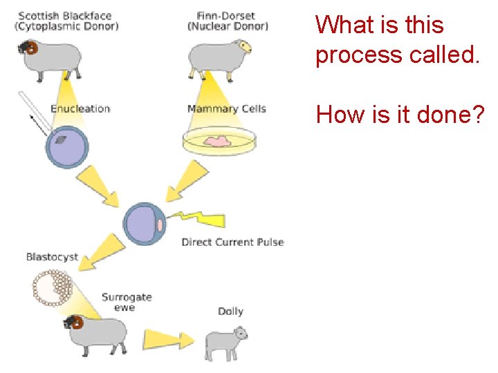 What is this process called. How is it done? 