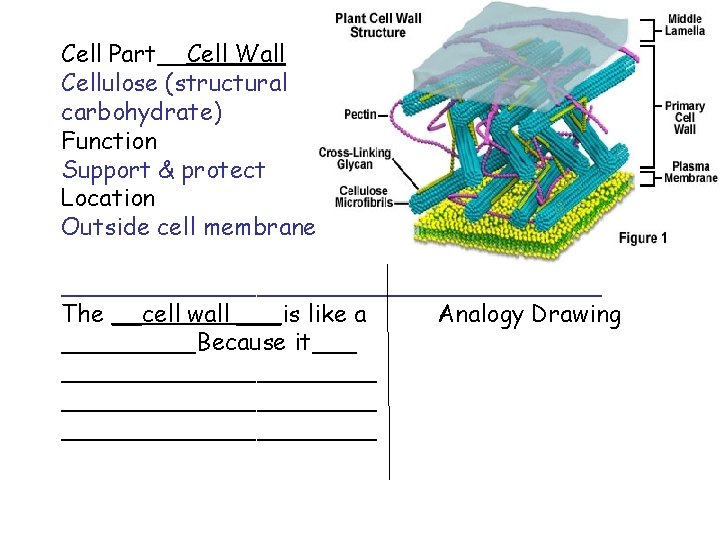 Cell Part__Cell Wall Cellulose (structural carbohydrate) Function Support & protect Location Outside cell membrane