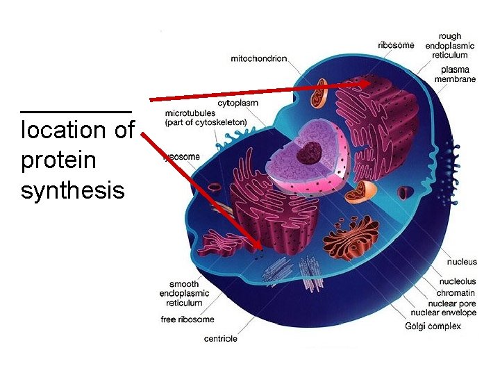 ____ location of protein synthesis 