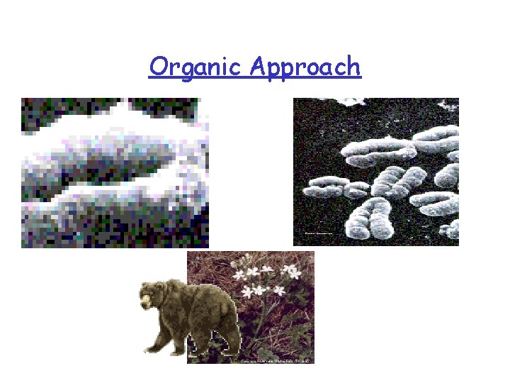 Organic Approach 