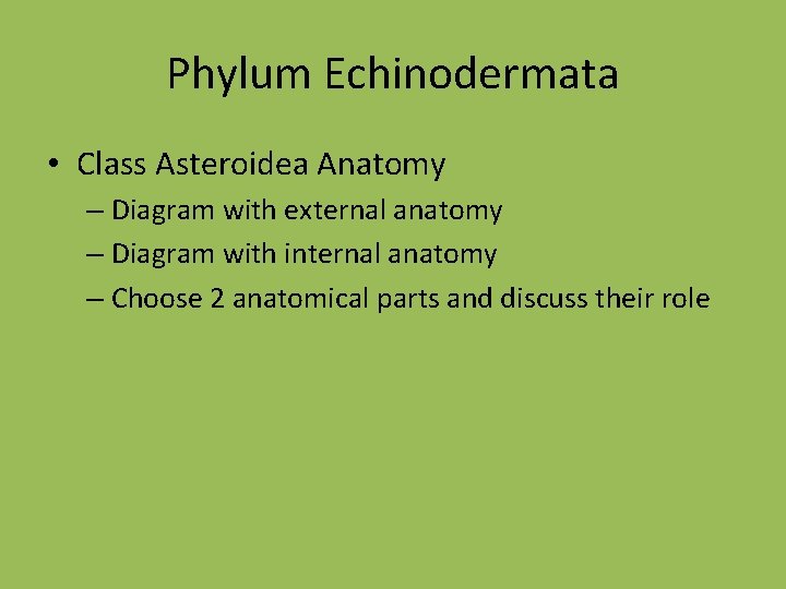 Phylum Echinodermata • Class Asteroidea Anatomy – Diagram with external anatomy – Diagram with