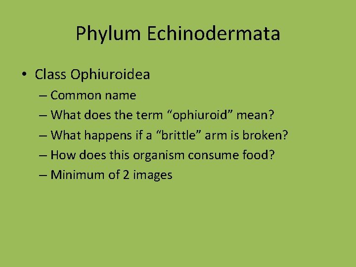 Phylum Echinodermata • Class Ophiuroidea – Common name – What does the term “ophiuroid”