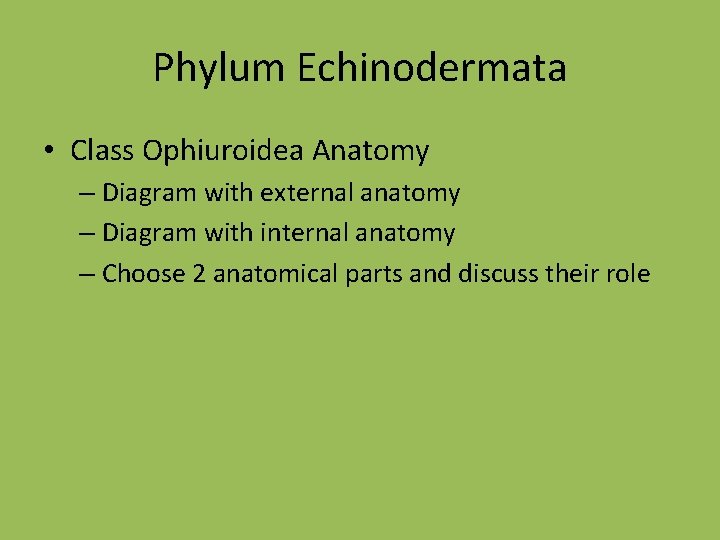 Phylum Echinodermata • Class Ophiuroidea Anatomy – Diagram with external anatomy – Diagram with