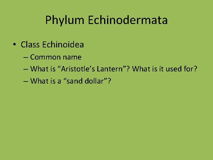 Phylum Echinodermata • Class Echinoidea – Common name – What is “Aristotle’s Lantern”? What