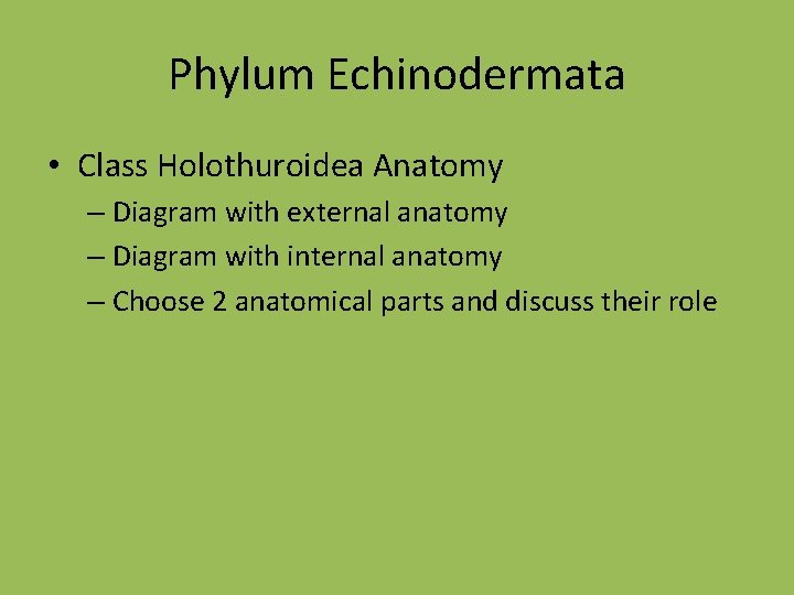 Phylum Echinodermata • Class Holothuroidea Anatomy – Diagram with external anatomy – Diagram with