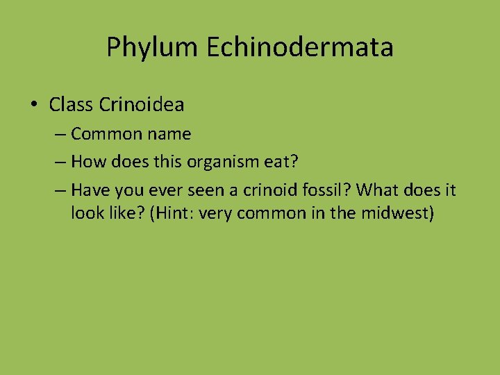 Phylum Echinodermata • Class Crinoidea – Common name – How does this organism eat?