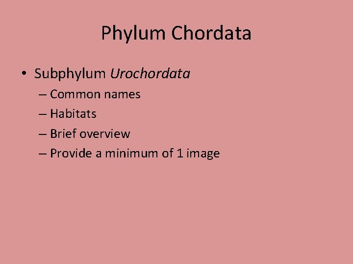 Phylum Chordata • Subphylum Urochordata – Common names – Habitats – Brief overview –