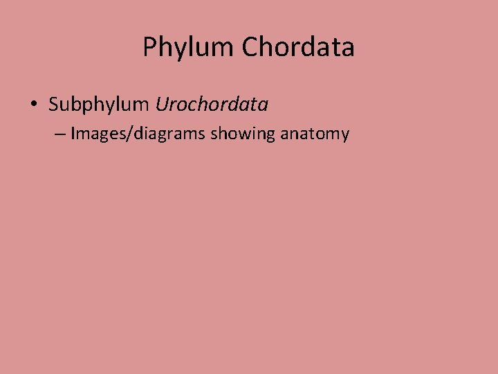 Phylum Chordata • Subphylum Urochordata – Images/diagrams showing anatomy 