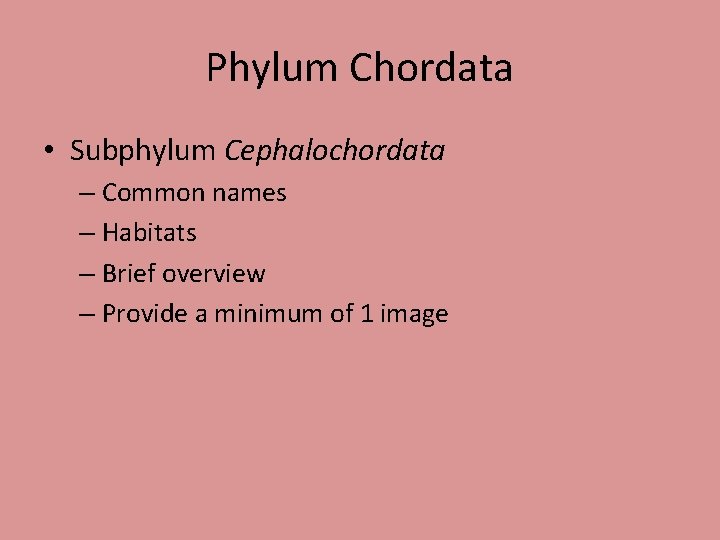 Phylum Chordata • Subphylum Cephalochordata – Common names – Habitats – Brief overview –