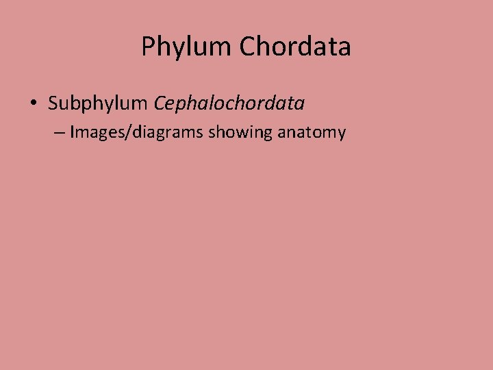 Phylum Chordata • Subphylum Cephalochordata – Images/diagrams showing anatomy 
