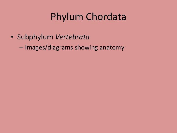 Phylum Chordata • Subphylum Vertebrata – Images/diagrams showing anatomy 