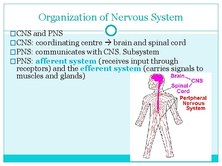 Organization of Nervous System �CNS and PNS �CNS: coordinating centre brain and spinal cord