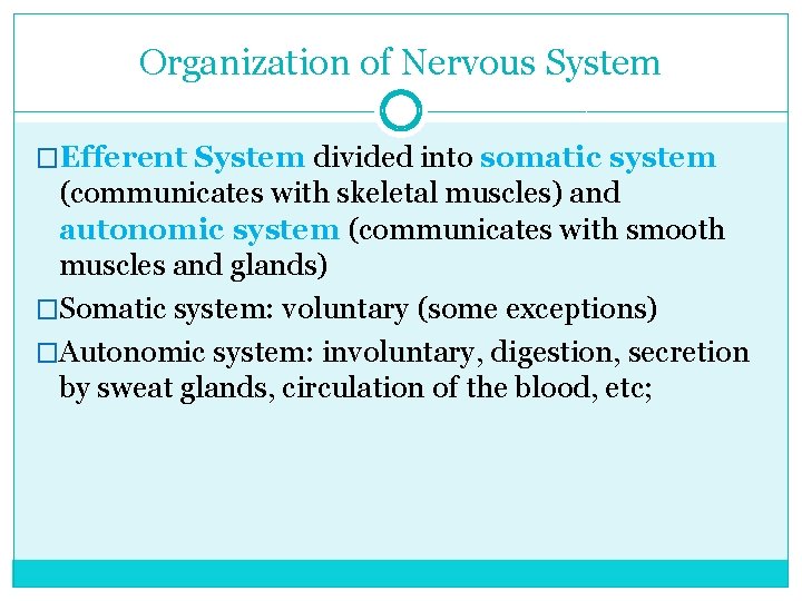 Organization of Nervous System �Efferent System divided into somatic system (communicates with skeletal muscles)