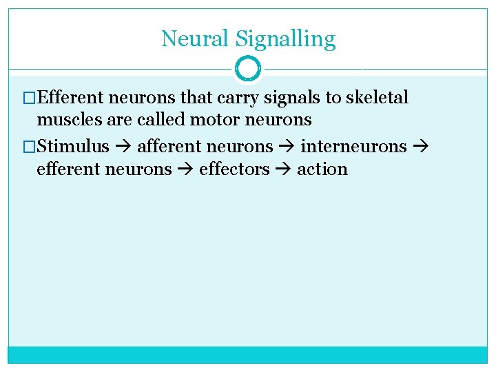Neural Signalling �Efferent neurons that carry signals to skeletal muscles are called motor neurons