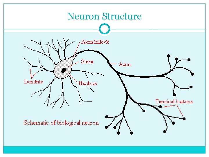 Neuron Structure 