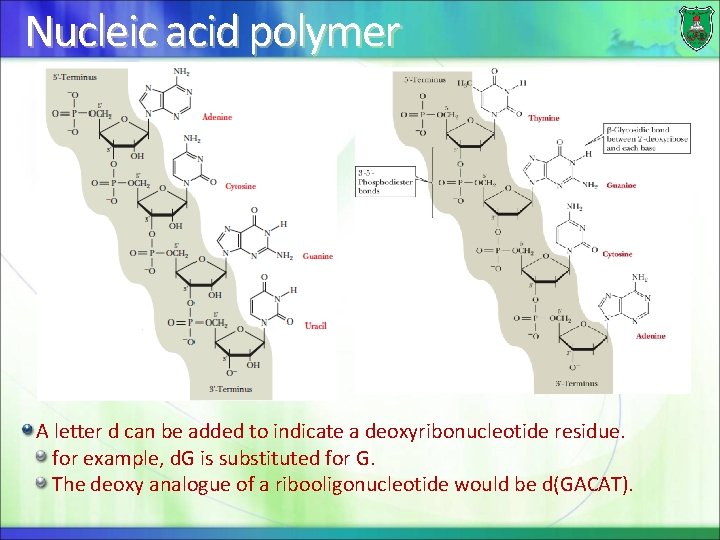 Nucleic acid polymer A letter d can be added to indicate a deoxyribonucleotide residue.