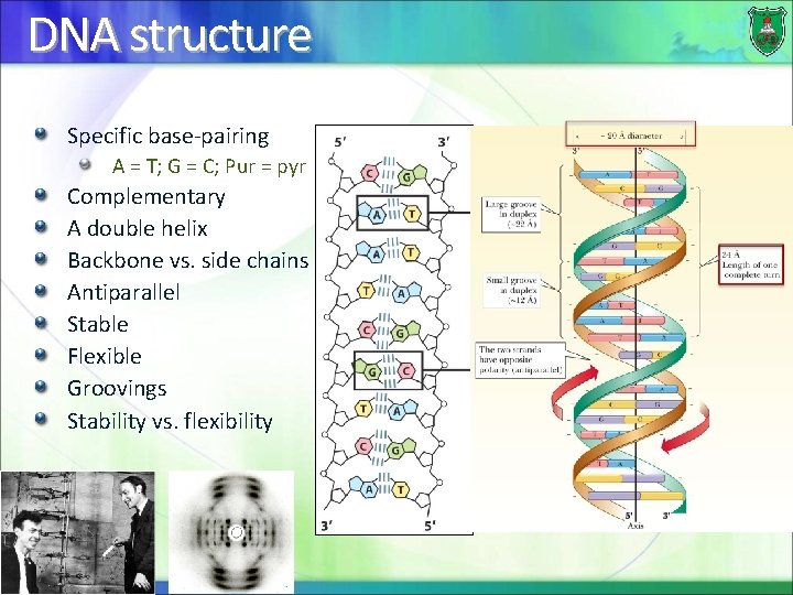 DNA structure Specific base-pairing A = T; G = C; Pur = pyr Complementary