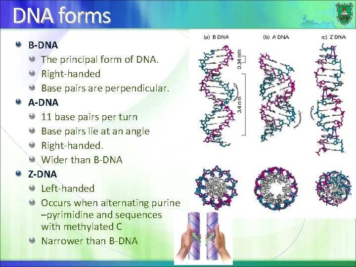 DNA forms B-DNA The principal form of DNA. Right-handed Base pairs are perpendicular. A-DNA