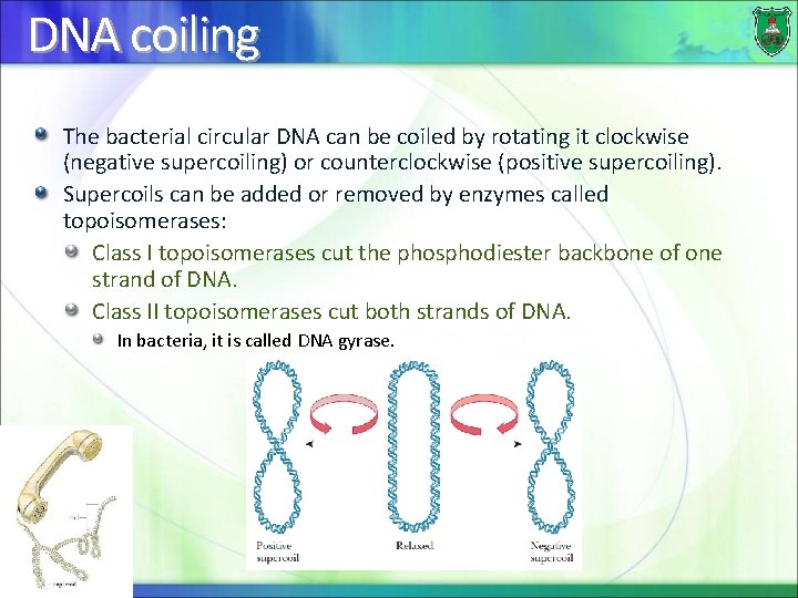 DNA coiling The bacterial circular DNA can be coiled by rotating it clockwise (negative