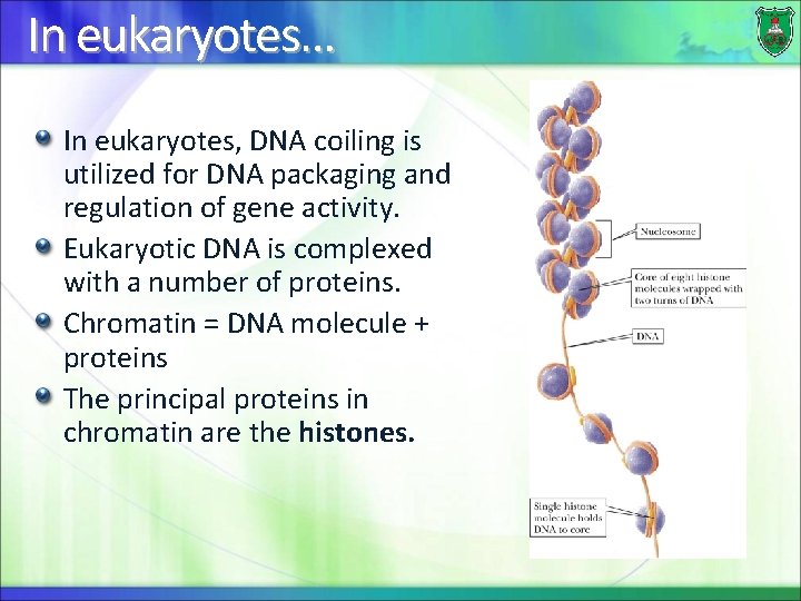 In eukaryotes… In eukaryotes, DNA coiling is utilized for DNA packaging and regulation of
