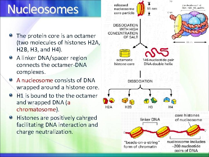 Nucleosomes The protein core is an octamer (two molecules of histones H 2 A,