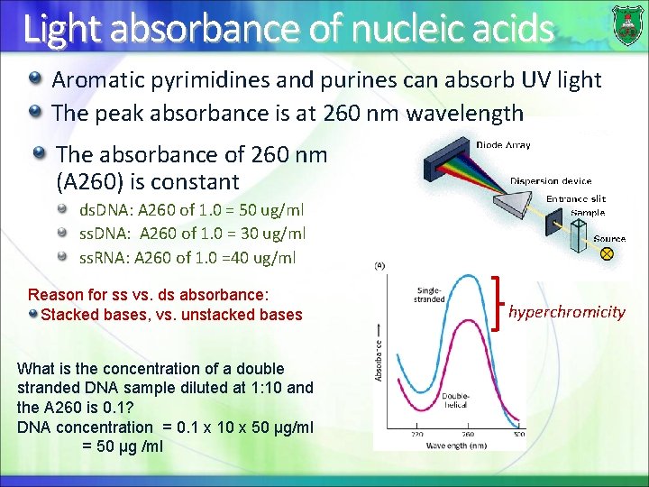 Light absorbance of nucleic acids Aromatic pyrimidines and purines can absorb UV light The