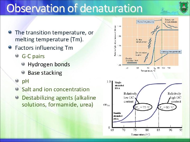 Observation of denaturation The transition temperature, or melting temperature (Tm). Factors influencing Tm G·C