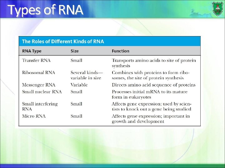 Types of RNA 