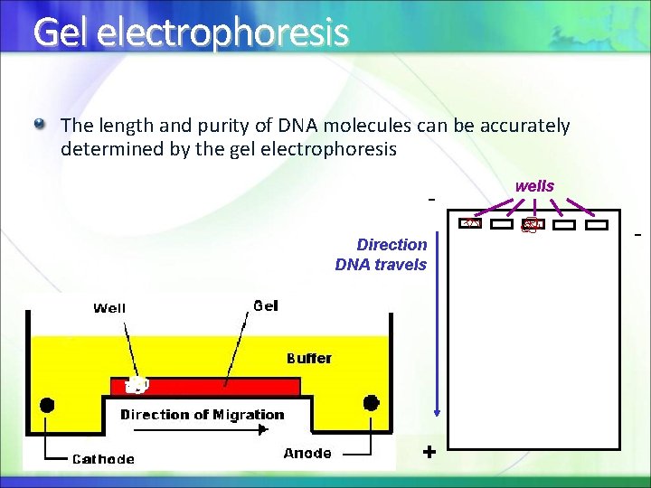 Gel electrophoresis The length and purity of DNA molecules can be accurately determined by