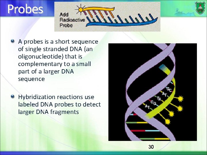 Probes A probes is a short sequence of single stranded DNA (an oligonucleotide) that