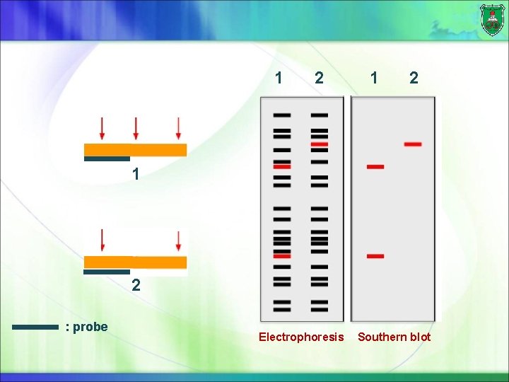 1 2 1 2 : probe Electrophoresis Southern blot 