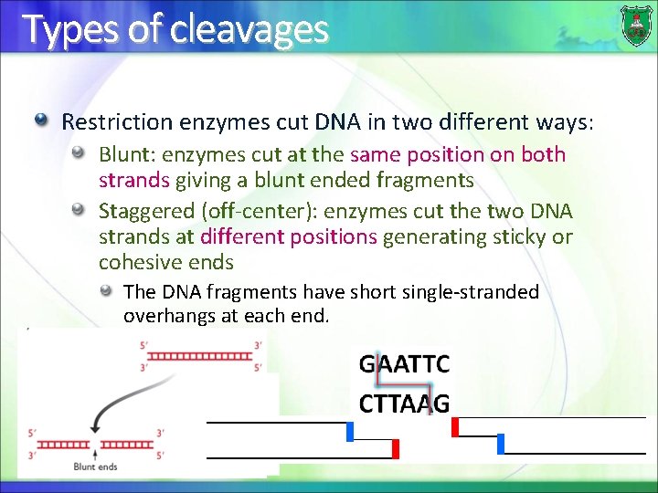 Types of cleavages Restriction enzymes cut DNA in two different ways: Blunt: enzymes cut