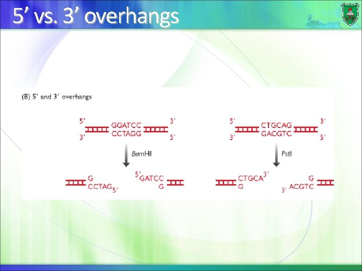 5’ vs. 3’ overhangs 