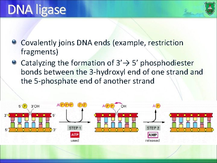 DNA ligase Covalently joins DNA ends (example, restriction fragments) Catalyzing the formation of 3’→