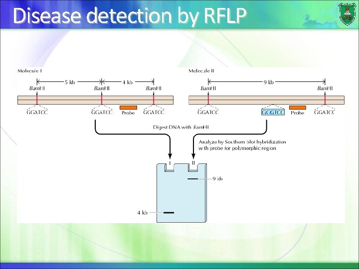 Disease detection by RFLP 