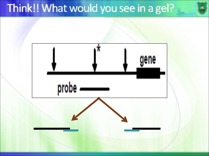 Think!! What would you see in a gel? 