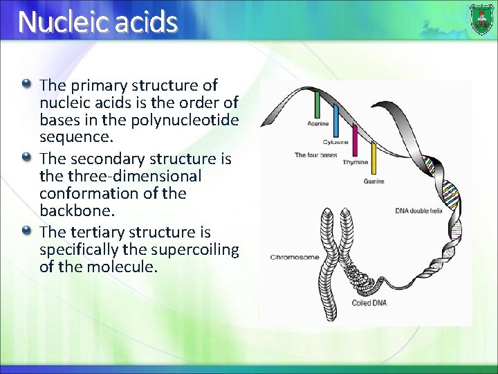 Nucleic acids The primary structure of nucleic acids is the order of bases in
