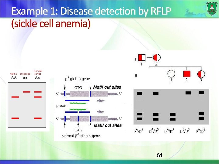 Example 1: Disease detection by RFLP (sickle cell anemia) 51 