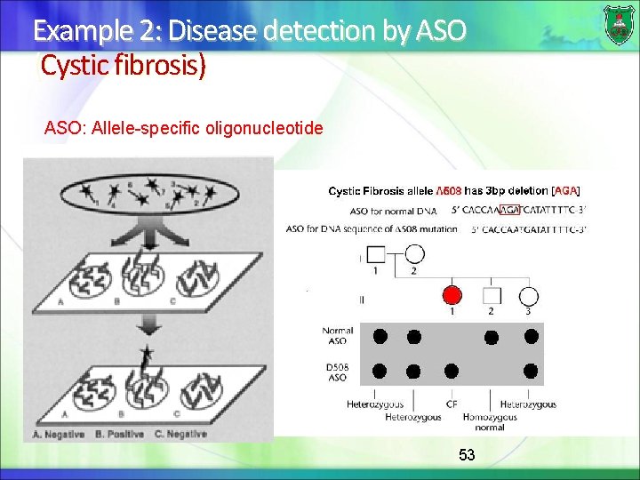 Example 2: Disease detection by ASO (Cystic fibrosis) ASO: Allele-specific oligonucleotide 53 