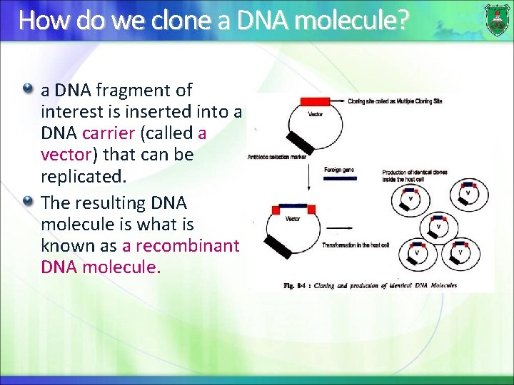 How do we clone a DNA molecule? a DNA fragment of interest is inserted