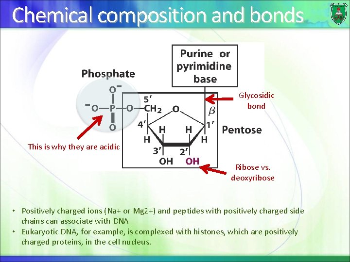 Chemical composition and bonds Glycosidic bond This is why they are acidic Ribose vs.