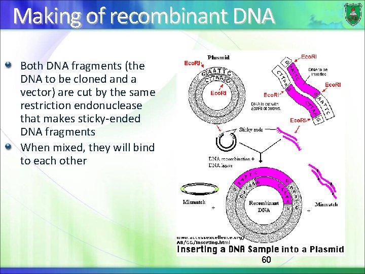 Making of recombinant DNA Both DNA fragments (the DNA to be cloned and a