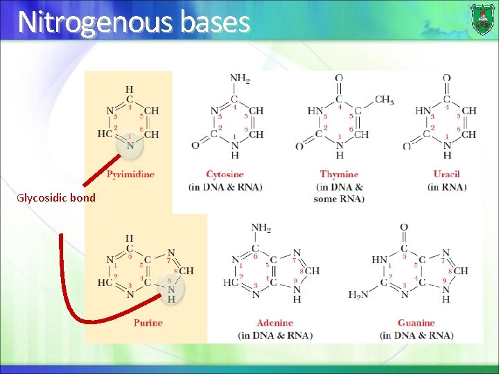 Nitrogenous bases Glycosidic bond 