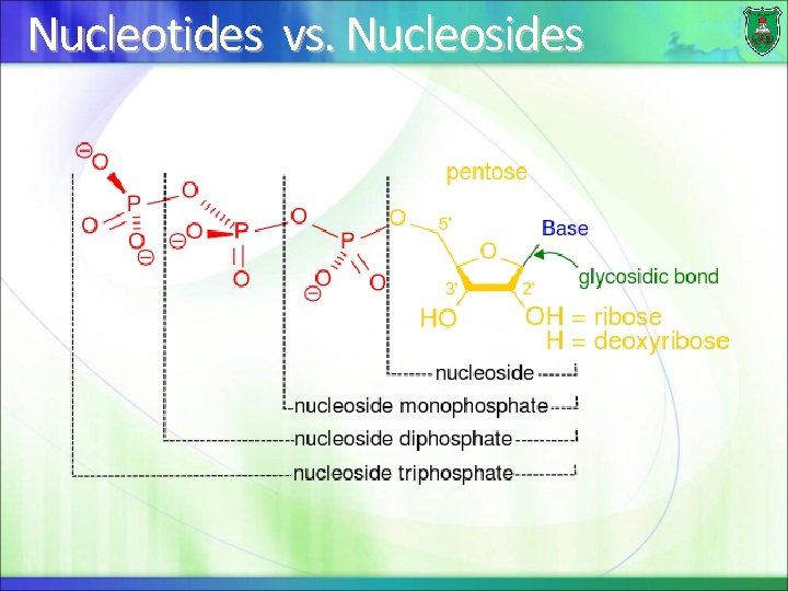 Nucleotides vs. Nucleosides 