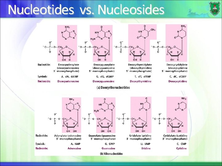 Nucleotides vs. Nucleosides 