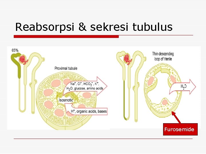 Reabsorpsi & sekresi tubulus Furosemide 