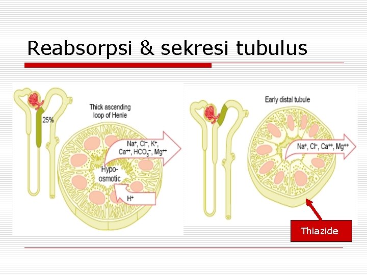 Reabsorpsi & sekresi tubulus Thiazide 